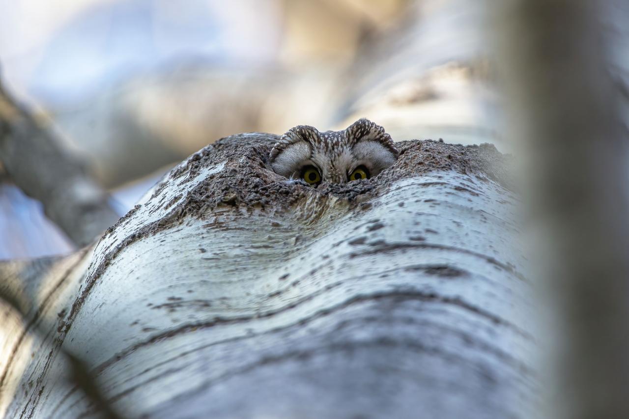 W lasach możemy teraz usłyszeć tajemnicze pohukiwania