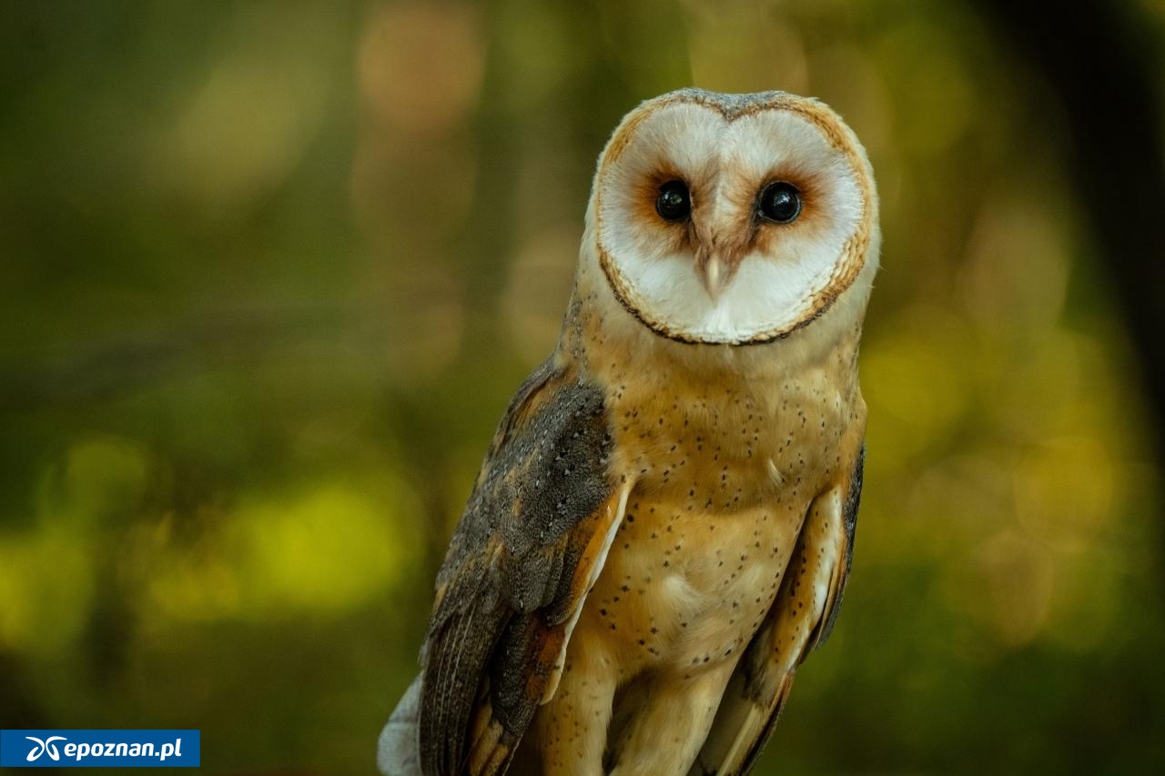 płomykówka | fot. Magdalena Stępińska