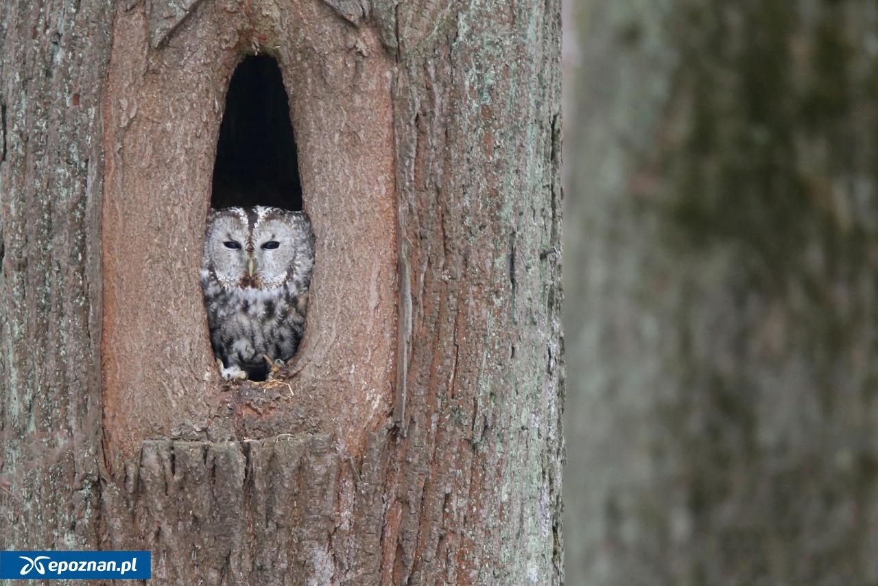 puszczyk | fot. Jakub Rutana