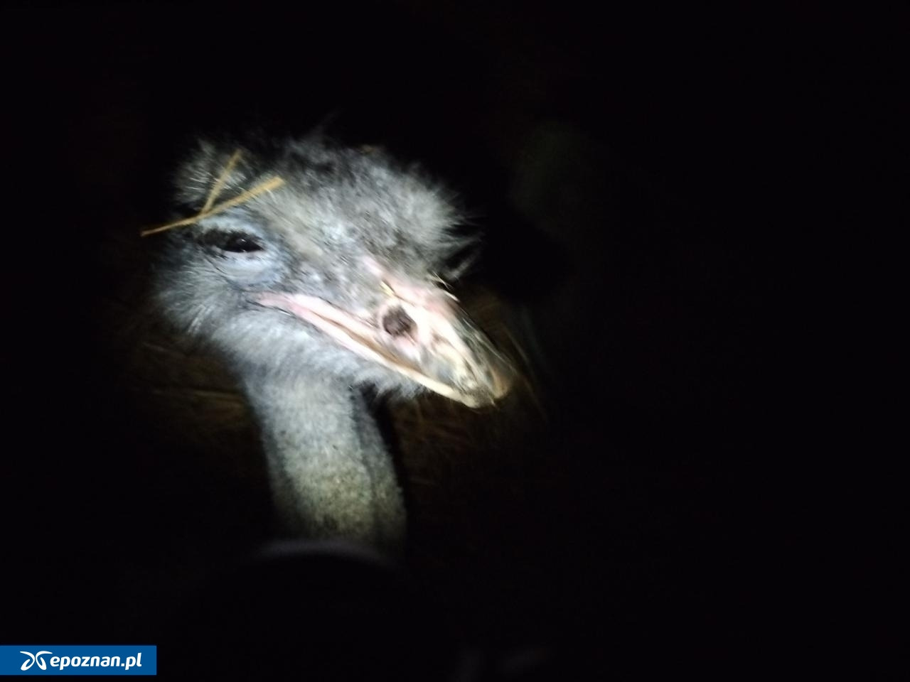 Oprawca strusia Zenka usłyszy wyrok. "Motyw okrutny i obrzydliwy"