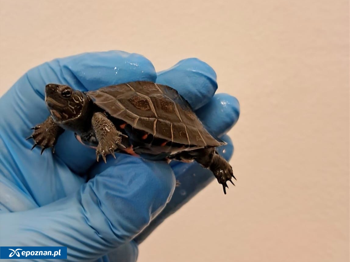 fot. Uniwersytet Przyrodniczy w Poznaniu