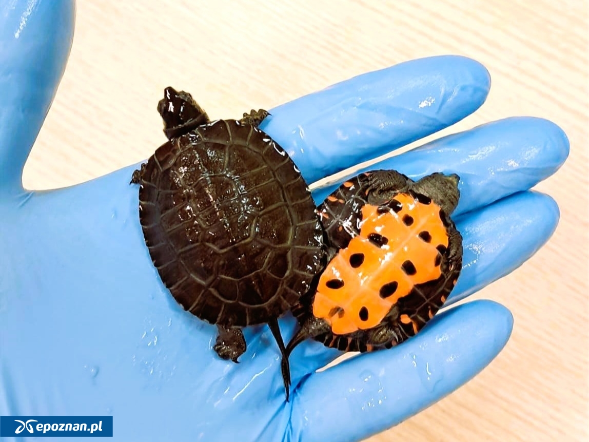 fot. Uniwersytet Przyrodniczy w Poznaniu