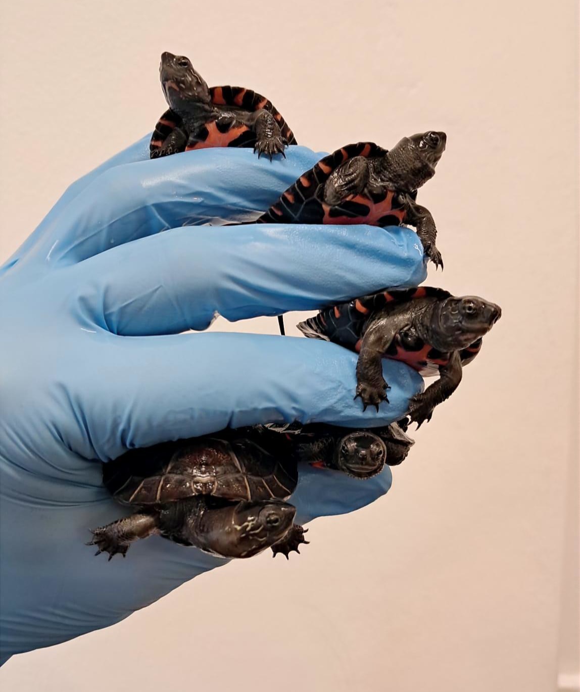 Poznańska uczelnia prowadzi kolonię bezpieczeństwa dla gatunku najbardziej zagrożonego wyginięciem