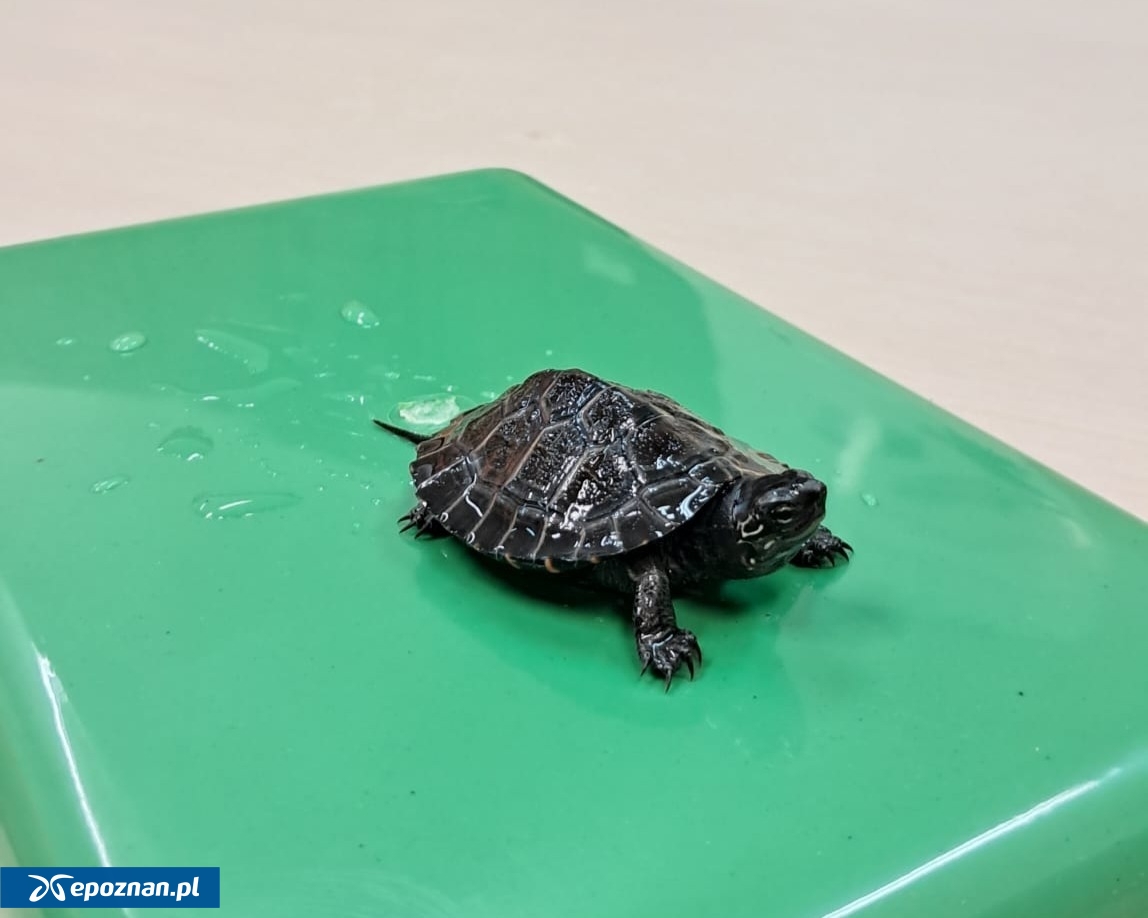 fot. Uniwersytet Przyrodniczy w Poznaniu