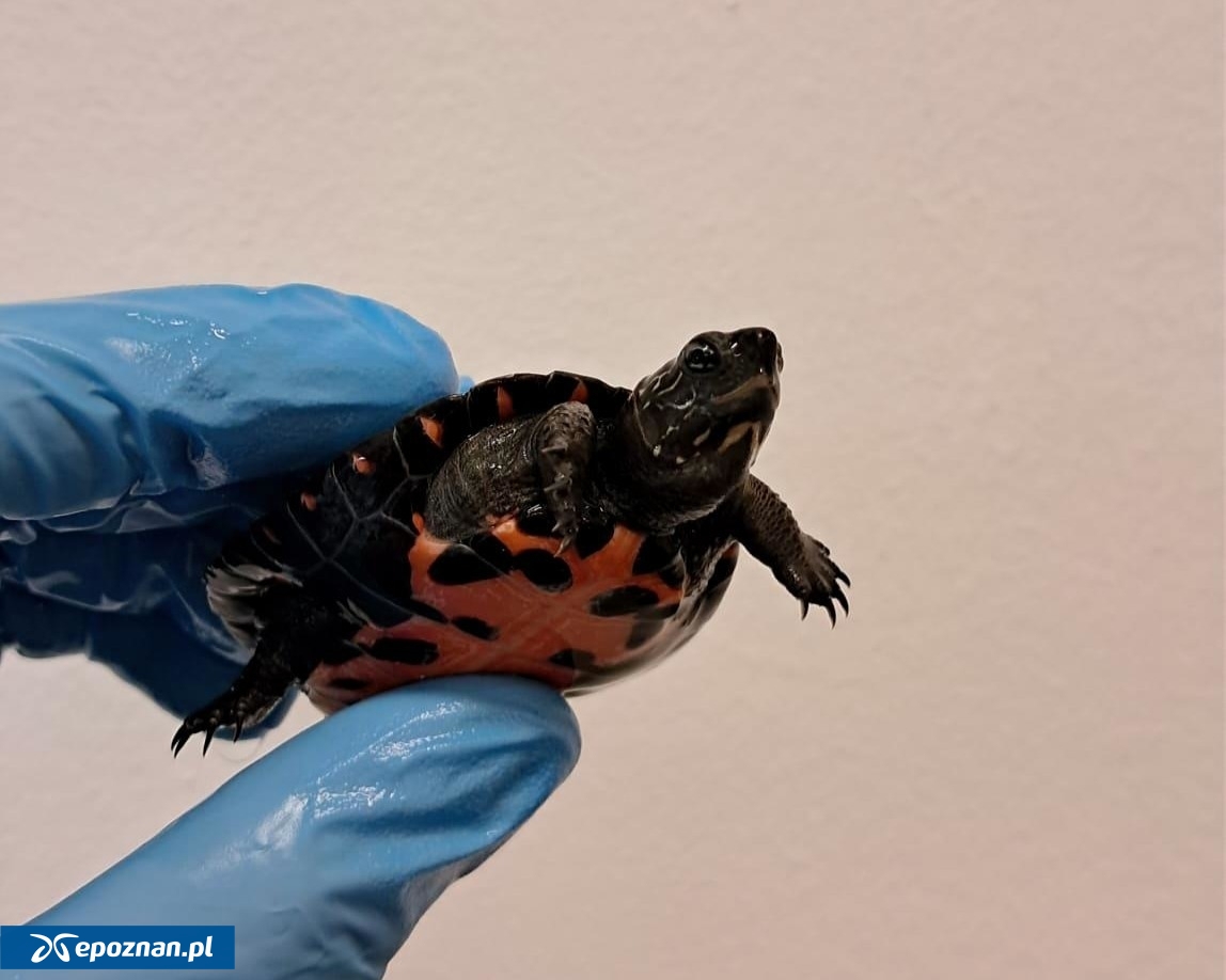 fot. Uniwersytet Przyrodniczy w Poznaniu