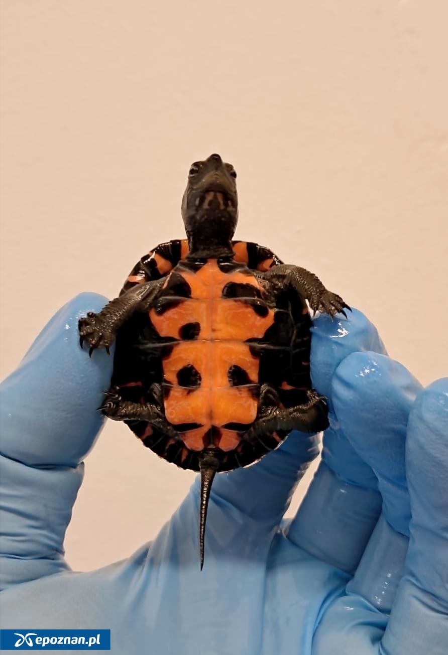 fot. Uniwersytet Przyrodniczy w Poznaniu