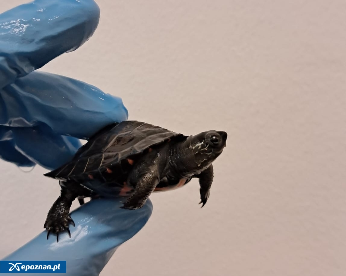 fot. Uniwersytet Przyrodniczy w Poznaniu