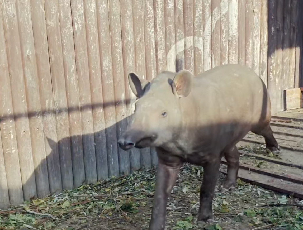 Poznańskie ZOO ma nowego mieszkańca