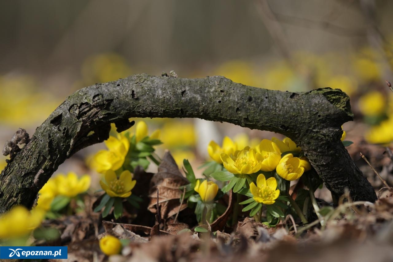 fot. RDLP w Poznaniu