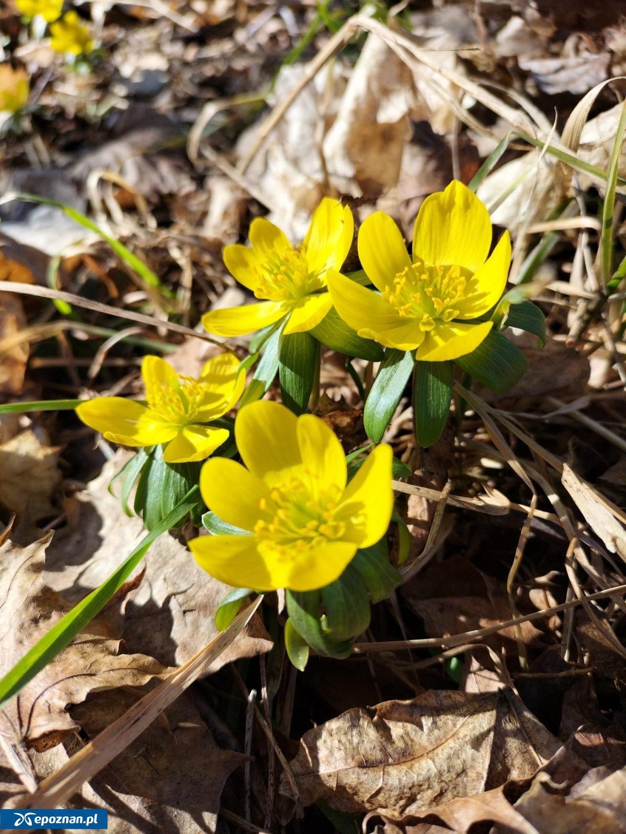 fot. RDLP w Poznaniu