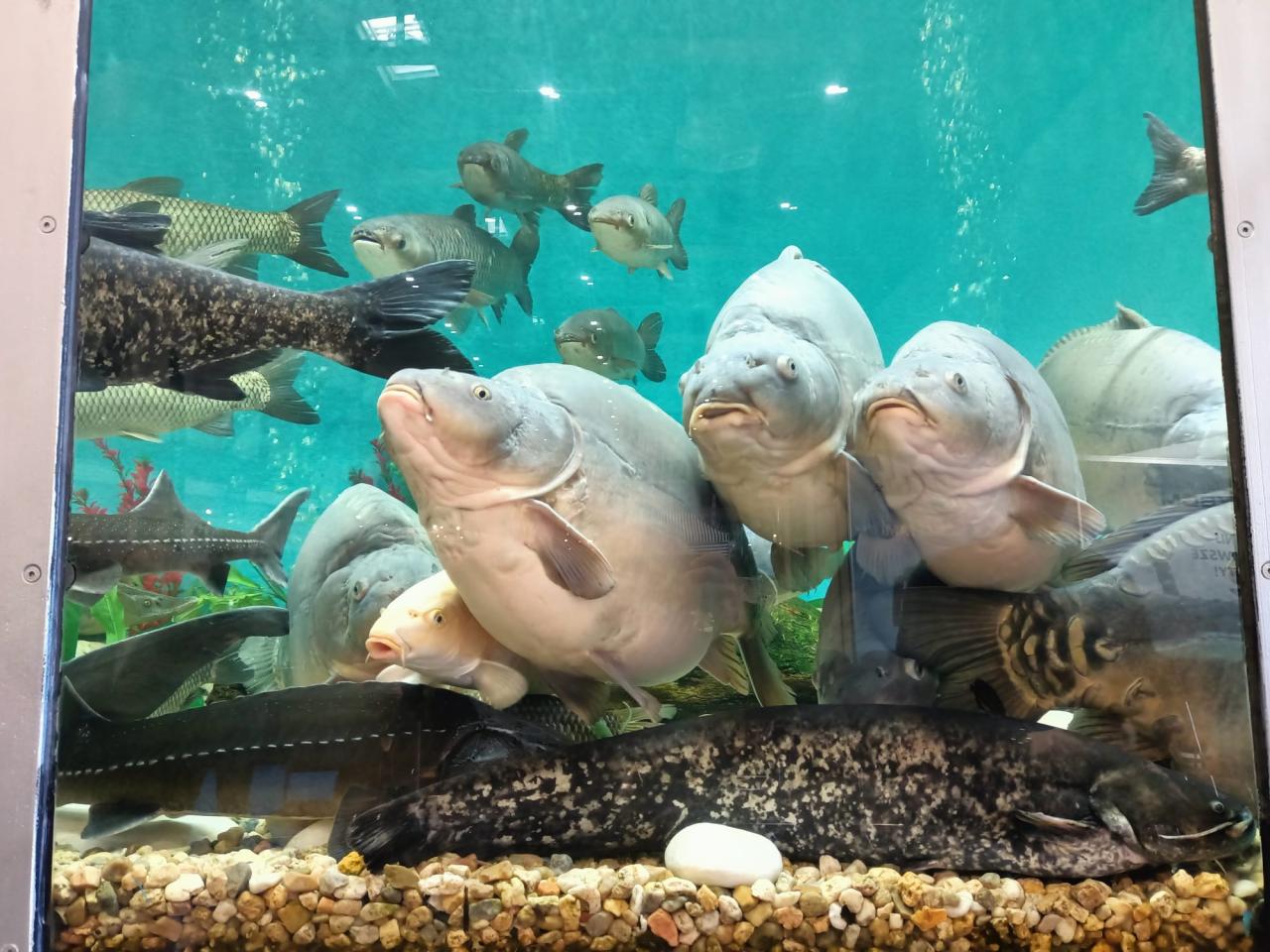 Wielkie akwarium stanęło na MTP! Ruszyły popularne targi, tłumy odwiedzających