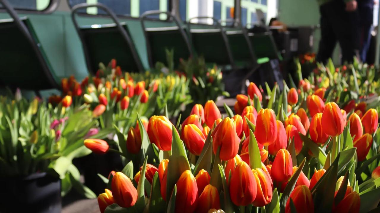 Będą rozdawać 1,5 tysiąca tulipanów na poznańskich ulicach. Prosto z "kanciaka"