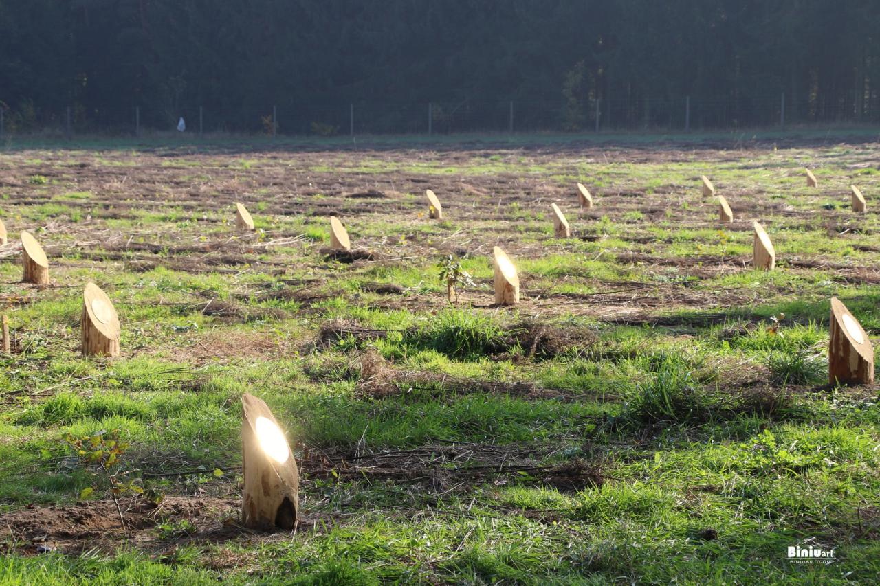 Wyjątkowa akcja znów w podpoznańskim lesie. Można mieć oryginalną pamiątkę