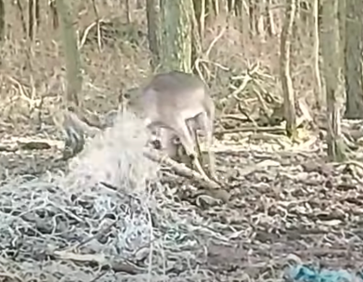 Koszmar daniela w lesie w regionie. Zaplątał się w śmieciach, na szczęście pomoc przyszła na czas