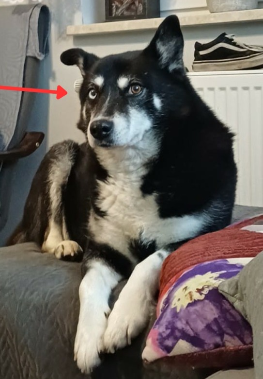 Pod miastem zaginął pies Kajtek. W poniedziałek był widziany w Poznaniu