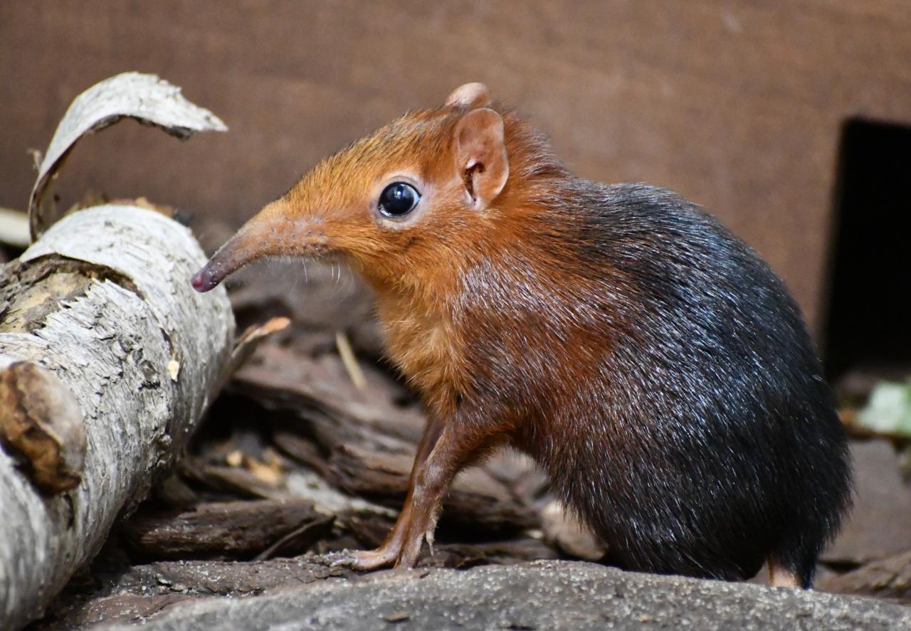 Narodziny w poznańskim ZOO