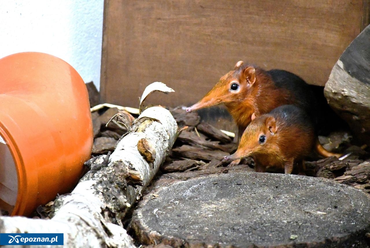 fot. ZOO Poznań