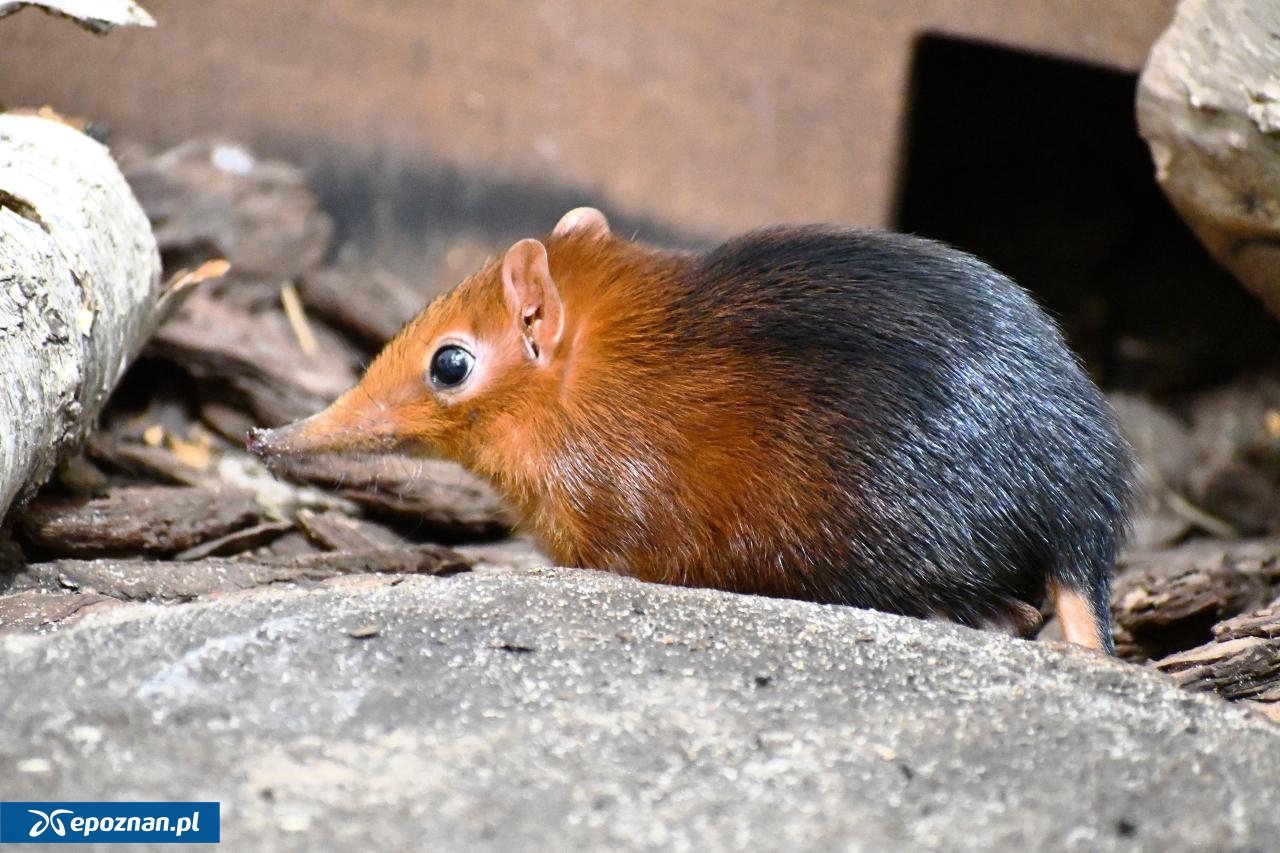 fot. ZOO Poznań