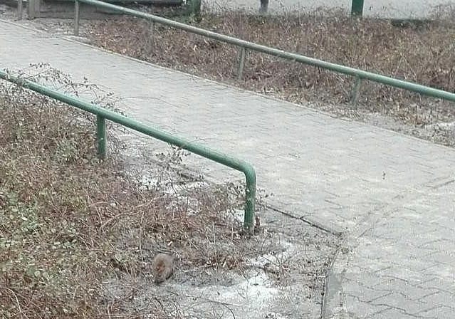 "Wiele przypadków obecności szczurów i myszy wynika z nieodpowiedniego gospodarowania odpadami." Miasto zapowiada walkę z gryzoniami!