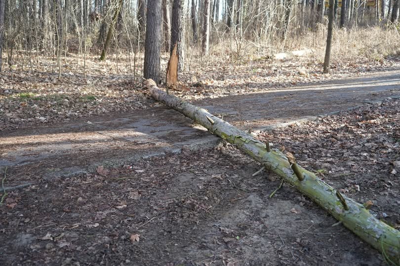 Uschnięte drzewo spadło na drogę do ośrodka wypoczynkowego w regionie. Tamuje przejazd
