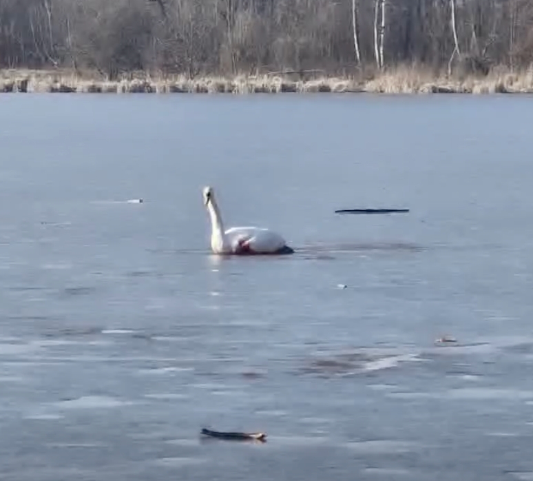 Akcja służb na Jeziorze Rusałka. Ratowano łabędzia
