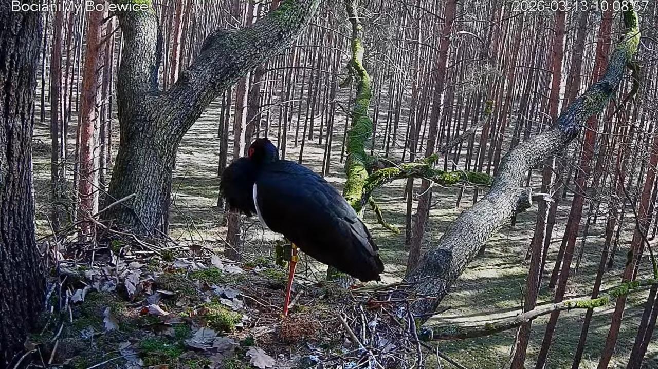 Świetnie znana samica bociana czarnego wróciła do Wielkopolski. Można ją obserwować online