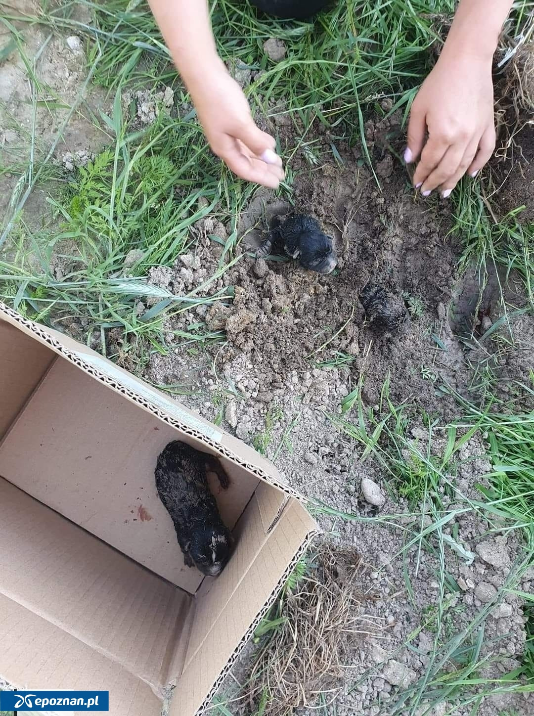 Żywcem zakopała trzy szczeniaki i została uniewinniona. Jest kasacja Prokuratora Generalnego