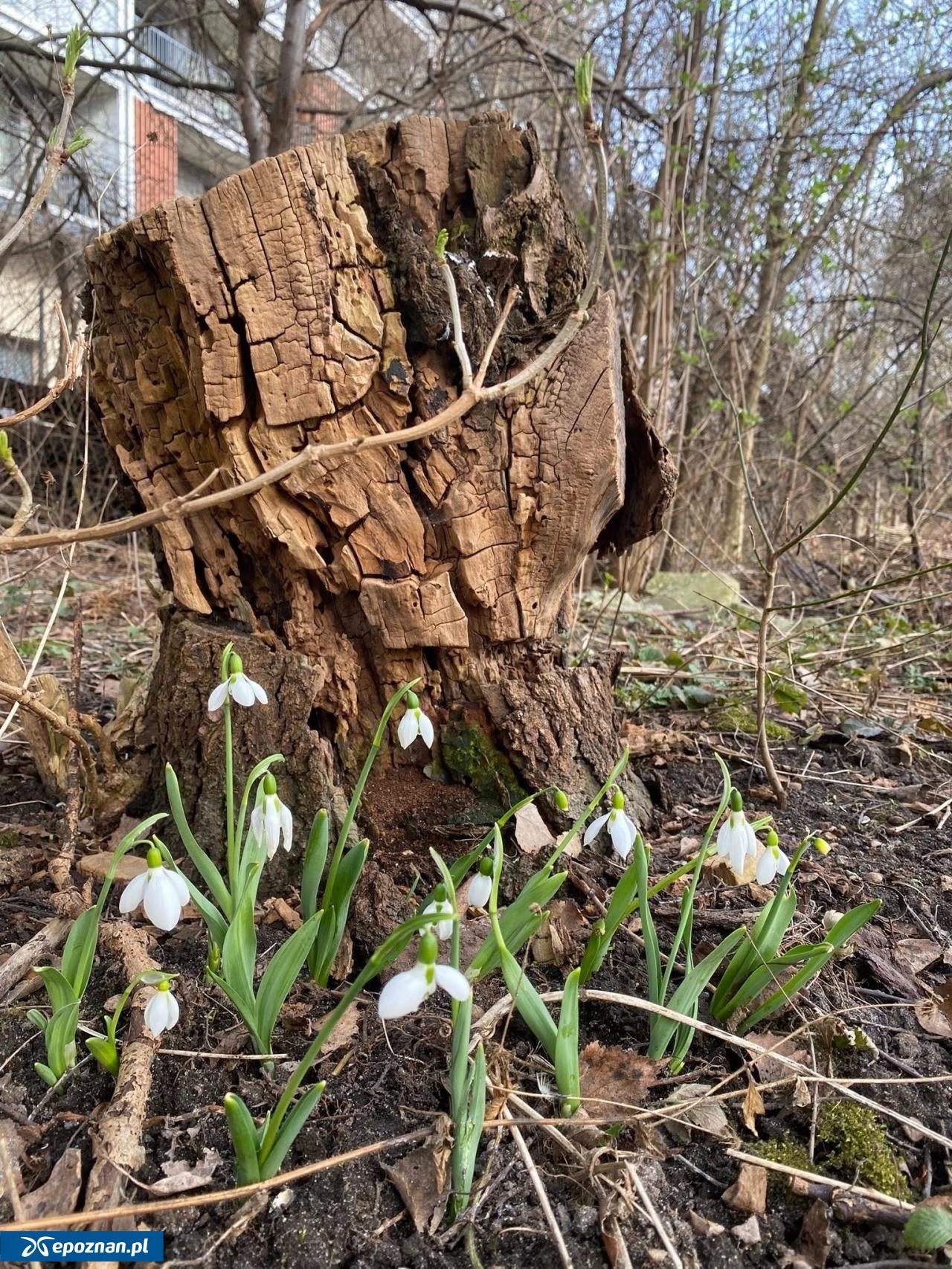 fot. Górczyński Ogród Społeczny "Nad Górczynką"