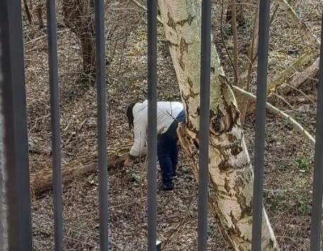 Przebiśniegi zniknęły z ogrodu społecznego. "Panią z pieskiem prosimy o zwrot"