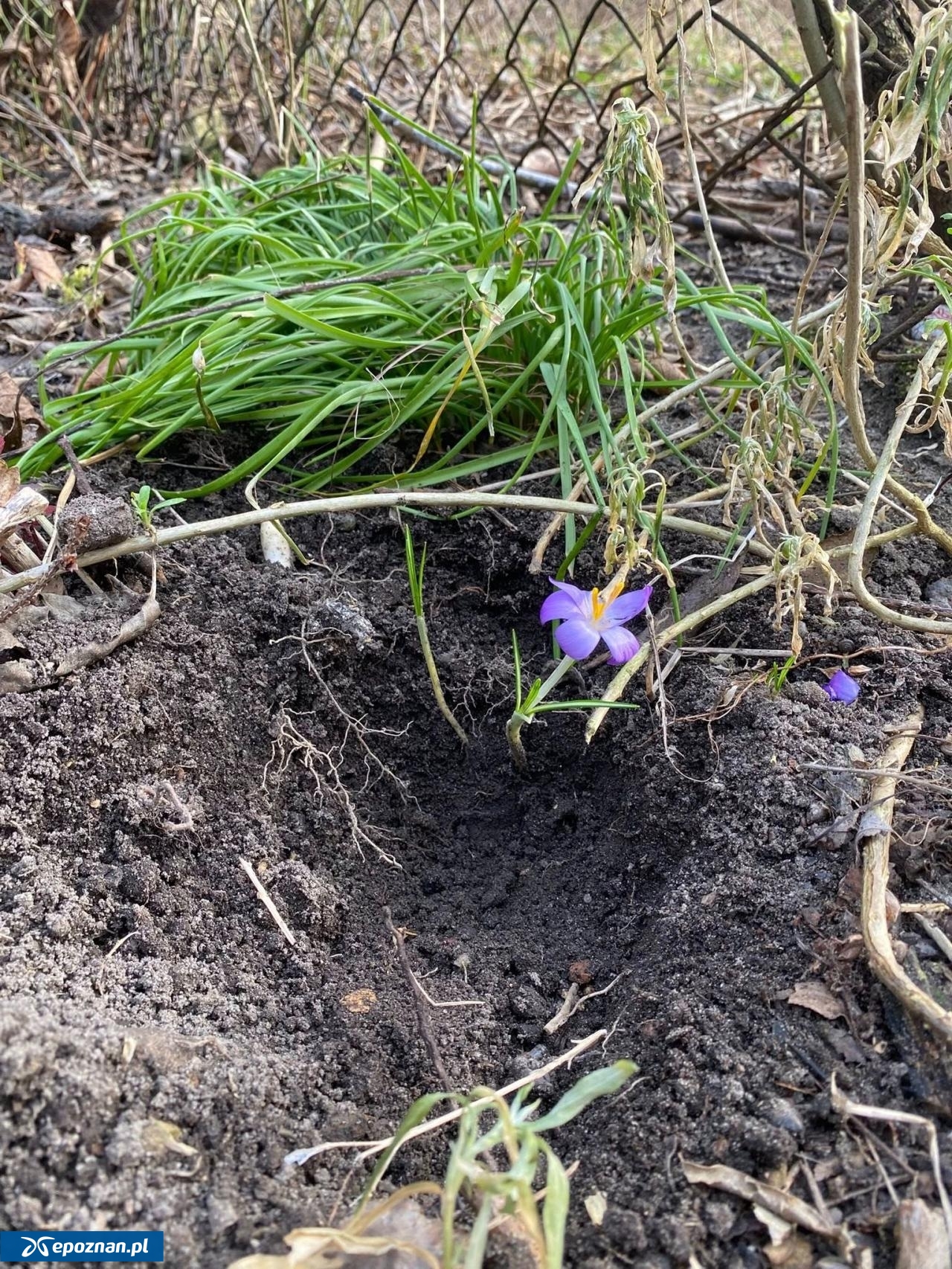 fot. Górczyński Ogród Społeczny "Nad Górczynką"