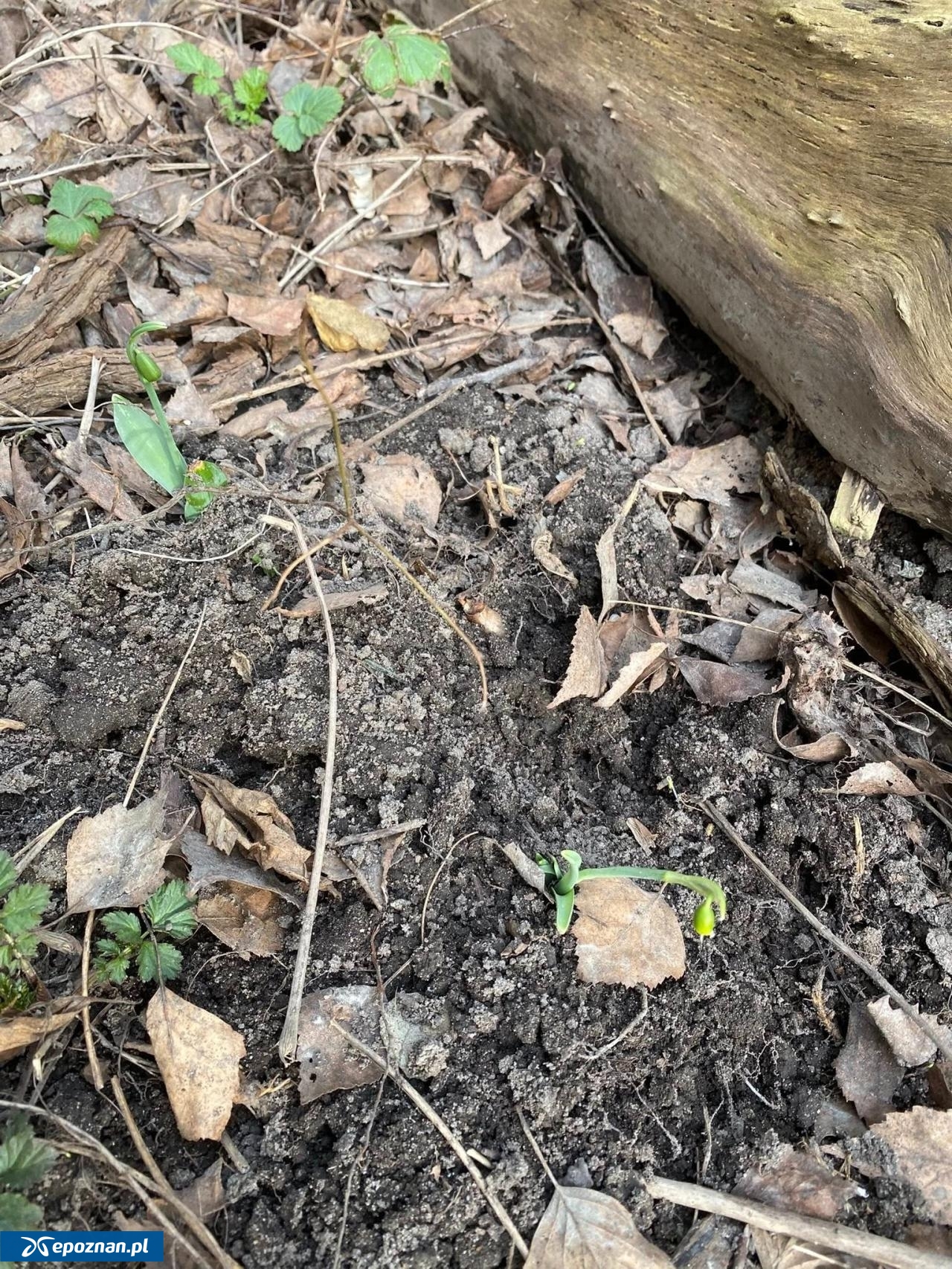 fot. Górczyński Ogród Społeczny "Nad Górczynką"