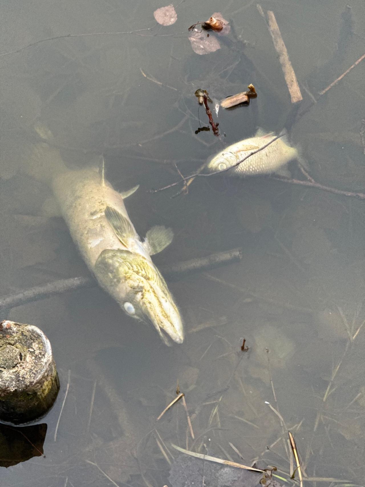 Martwe ryby w stawie na terenie poznańskiego lasku. "Moją uwagę przyciągnął fetor"