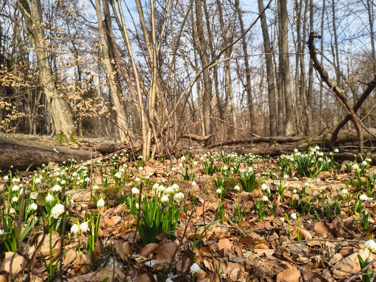 To ten weekend! Podpoznański rezerwat zostanie udostępniony turystom