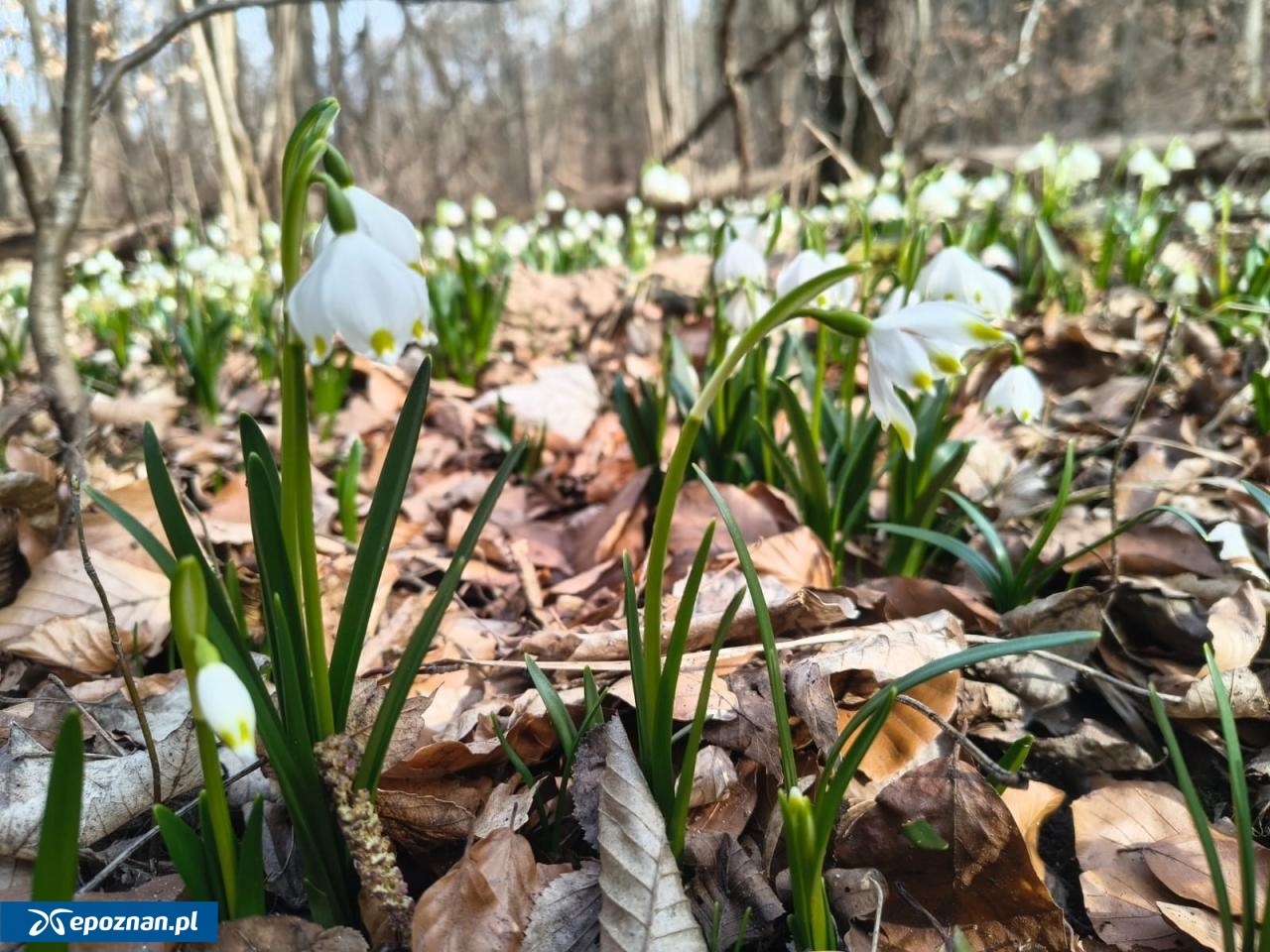 fot. Nadleśnictwo Łopuchówko