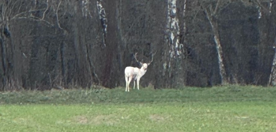 Rogaty albinos sfotografowany pod Poznaniem