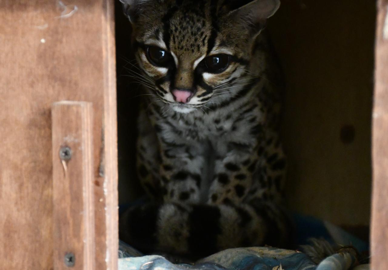 Poznańskie ZOO ma nową mieszkankę. "Nie jest zbyt towarzyska"