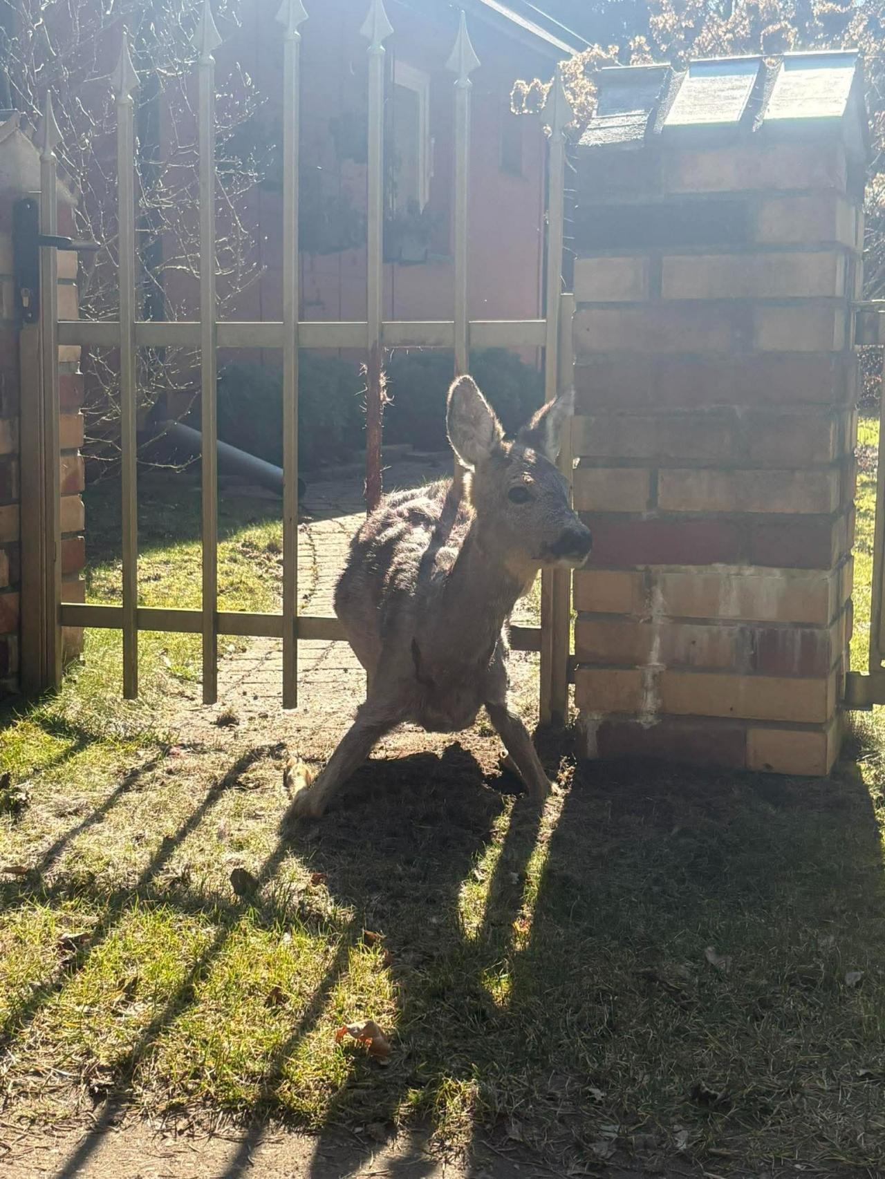 Sarna utknęła w ogrodzeniu. Na pomoc ruszyli strażacy. "Każde życie jest dla nas ważne."