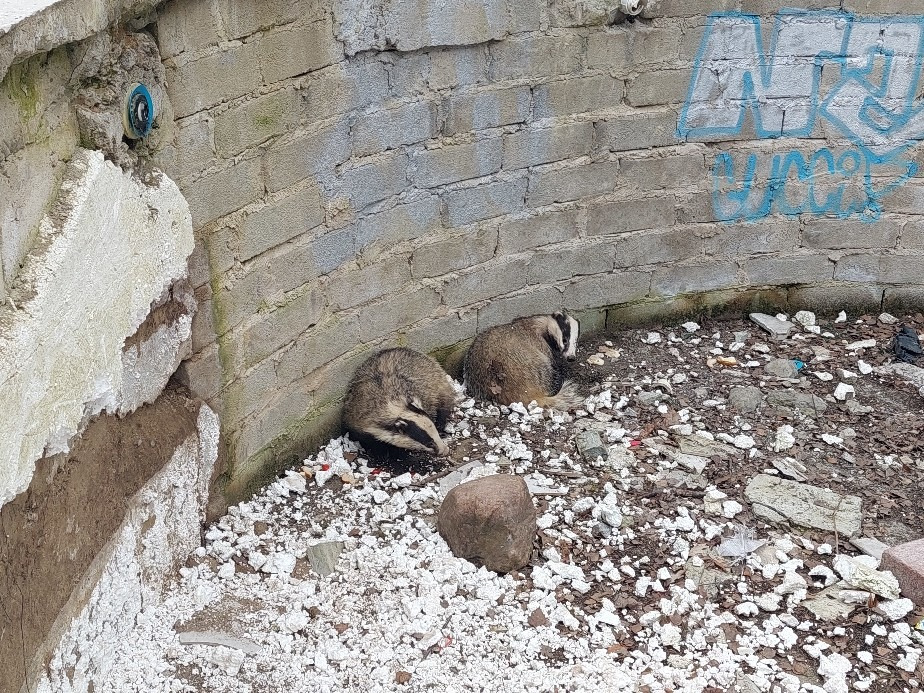 Borsuki uwięzione na terenie opuszczonej posesji w Poznaniu