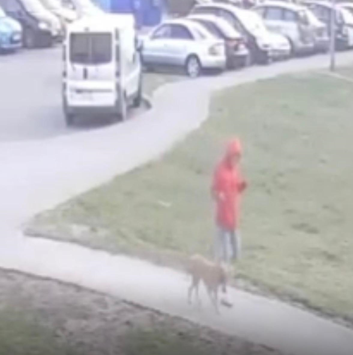 Niebezpieczna sytuacja z udziałem pasa w regionie. Policjanci zabezpieczyli monitoring