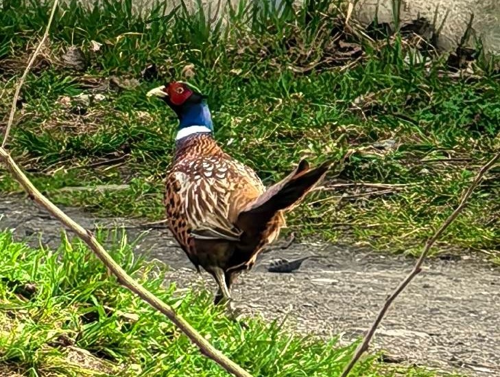 Taki okaz przy garażach w Poznaniu