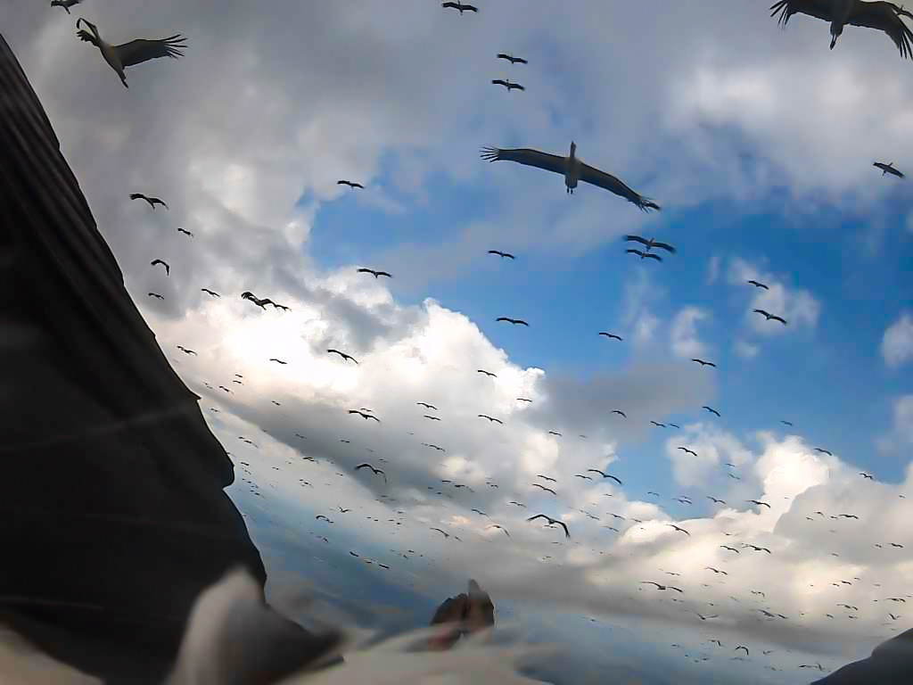 Wyjątkowe zdjęcia docierają do Poznania. Dosłowinie 'z lotu ptaka'