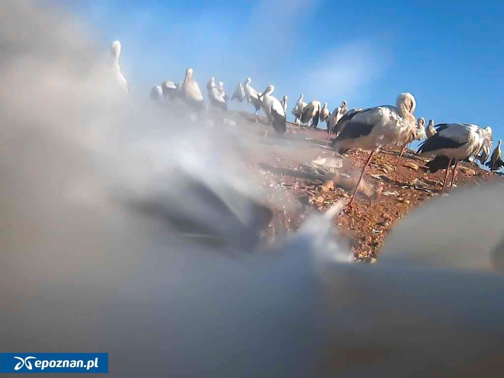fot. Uniwersytet Przyrodniczy w Poznaniu