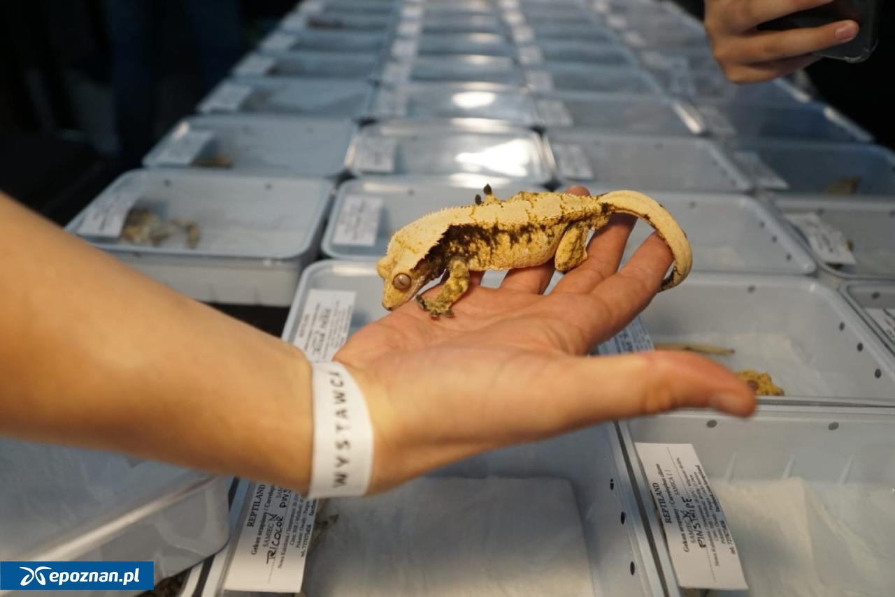 archiwum | fot. Maciej Kopiński