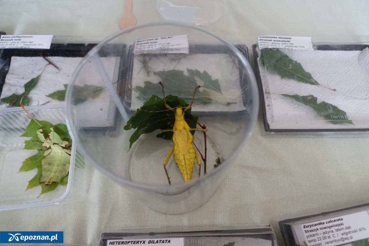 archiwum | fot. Maciej Kopiński