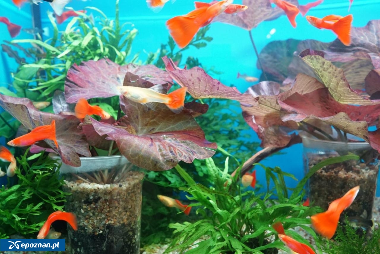 archiwum | fot. Maciej Kopiński