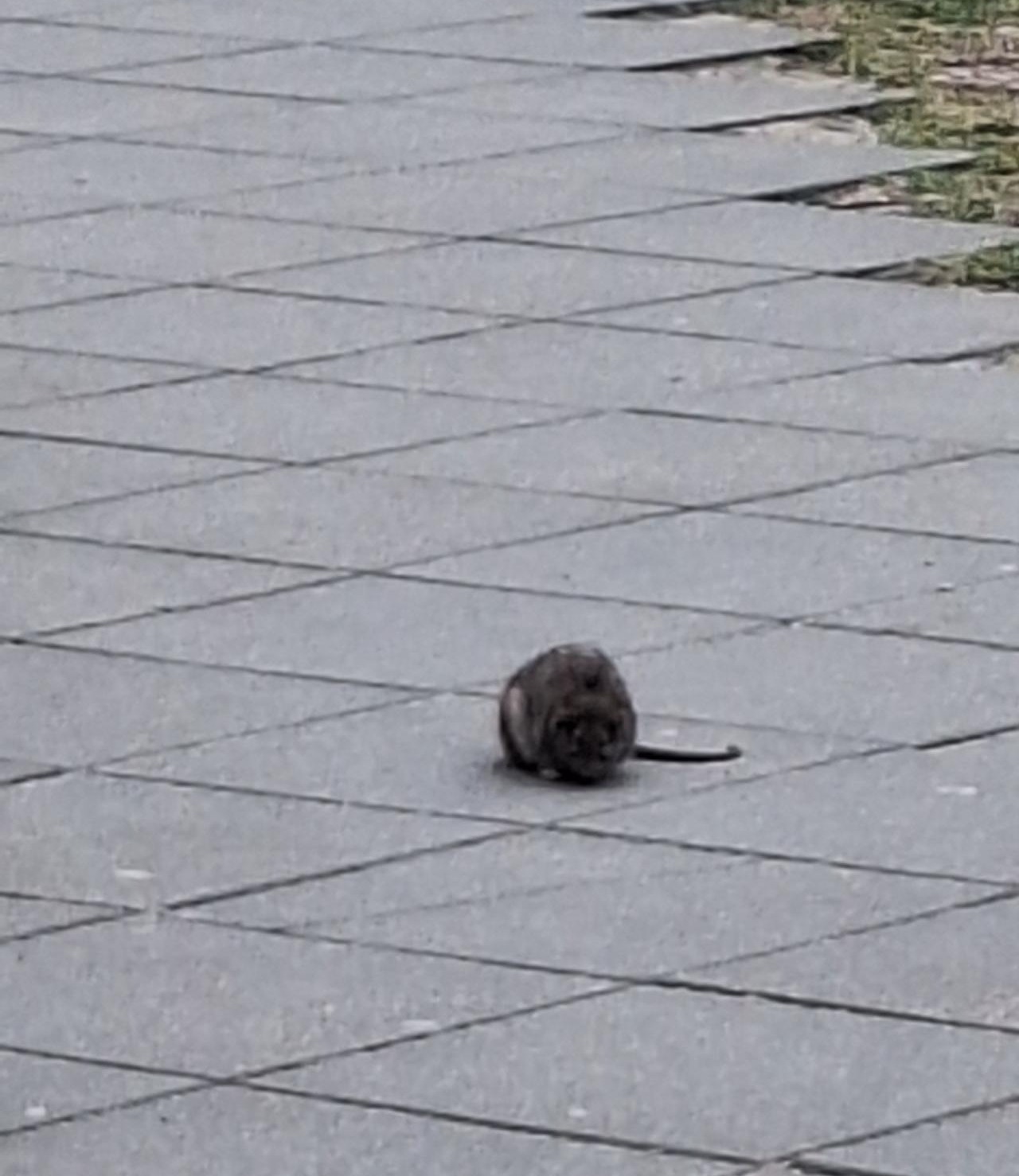 Od środy obowiązkowa deratyzacja. Służby miejskie i sanitarne przeprowadzą kontrole