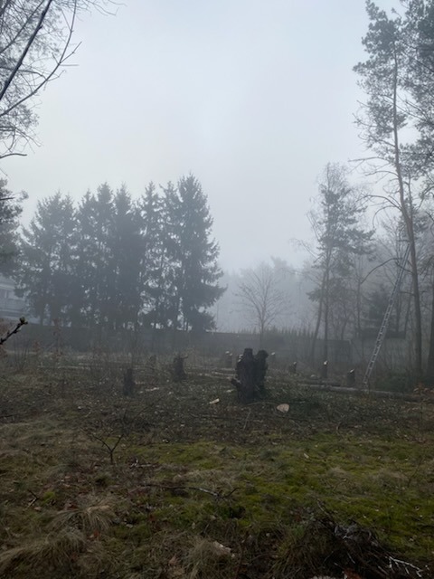 Wycinka pod Poznaniem. "Wczoraj był tu las, teraz jest cmentarzysko"