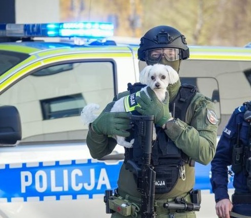 Pies maltańczyk wstąpił w szeregi policji? "Maltańczyki są niezwykle inteligentne."