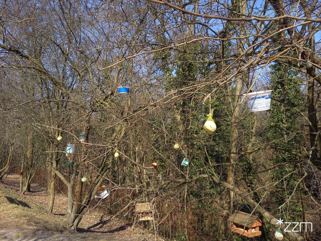 Koniec dokarmiania ptaków. Jest "serdeczna prośba" do mieszkańców Poznania