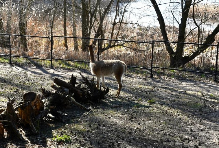 Przedstawicielka rodziny wielbłądowatych przyjechała do poznańskiego zoo. Halina będzie partnerką Rokka